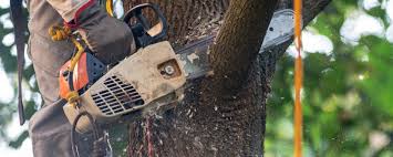 Best Palm Tree Trimming  in Cao, ND