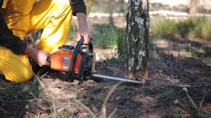 Best Hazardous Tree Removal  in Cao, ND