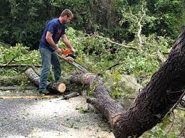 Professional  Tree Services in Cando, ND